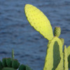 Cactus Portrait