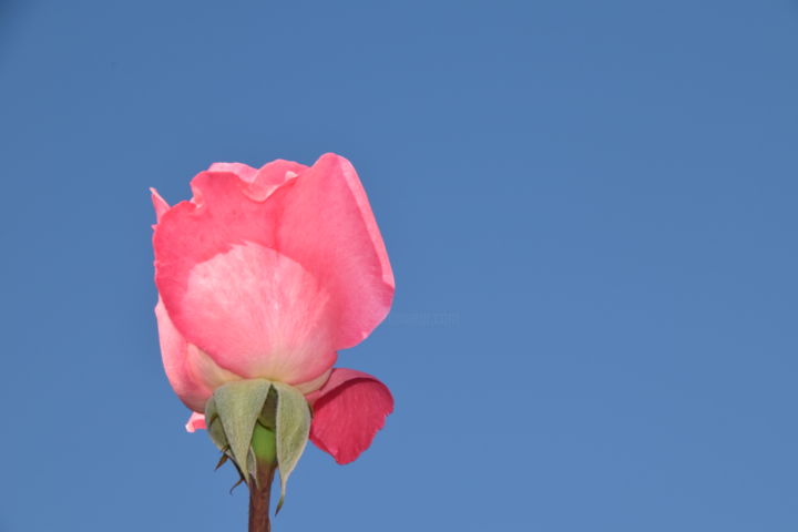 Photography titled "Rosa" by Precious Wordsofbub, Original Artwork, Digital Photography