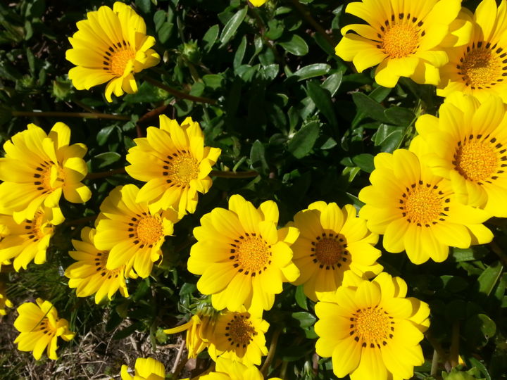 Photographie intitulée "Gelb Jaune" par Precious Wordsofbub, Œuvre d'art originale, Photographie numérique