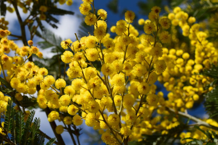 Fotografía titulada "Gelb Jaune 2" por Precious Wordsofbub, Obra de arte original, Fotografía digital