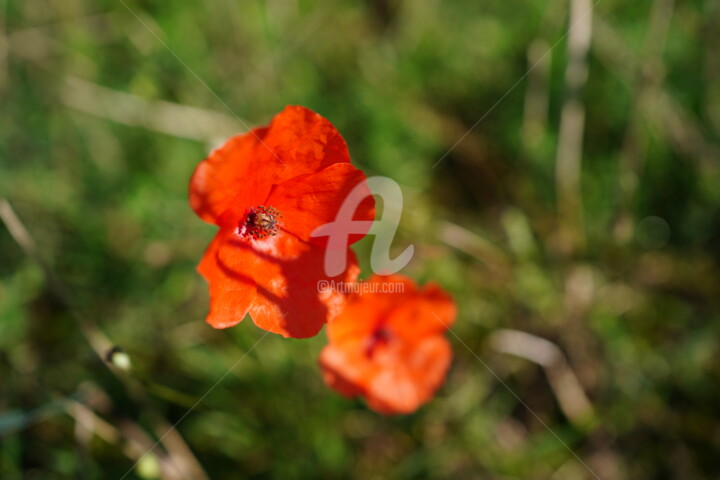 Photography titled "Coquelicot" by A.T Photographie, Original Artwork, Digital Photography