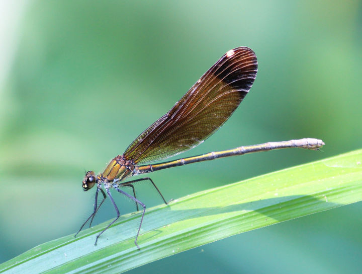 Photographie intitulée "Demoiselle.jpg" par Alexandre Van Der Yeught, Œuvre d'art originale