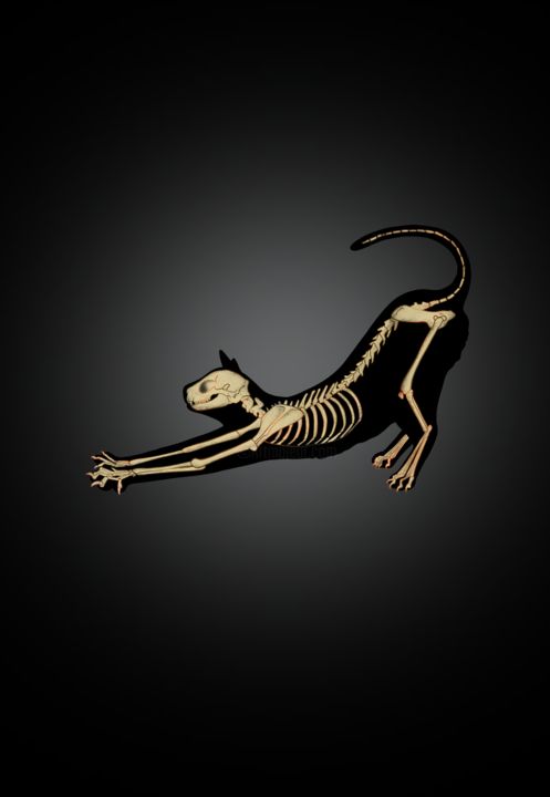 Цифровое искусство под названием "skeleton cat" - Arslan Abdullaev, Подлинное произведение искусства, 2D Цифровая Работа