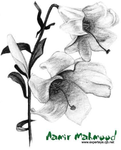 Drawing titled "Flower" by Aamir Mahmood, Original Artwork