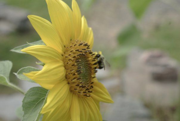 Photographie intitulée "- Bee On Sun Flower…" par Anita Baker, Œuvre d'art originale