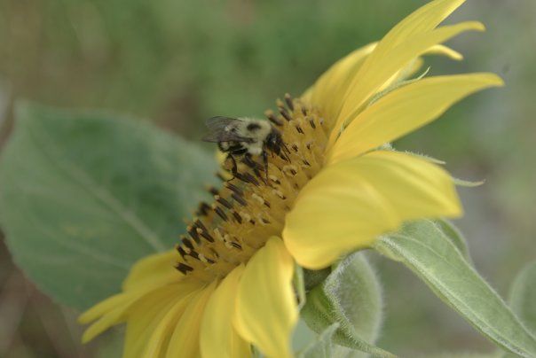 Photography titled "- Bee On Sun Flower…" by Anita Baker, Original Artwork