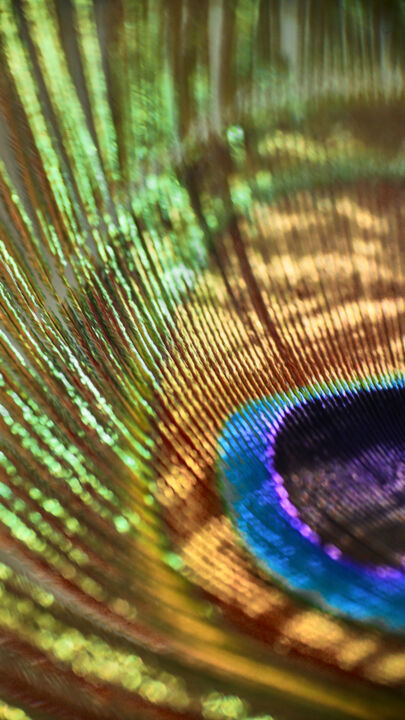 Peacock Feathers, Photography by Abdelmouhaimen Taoujouti (Art et peintur |  Artmajeur