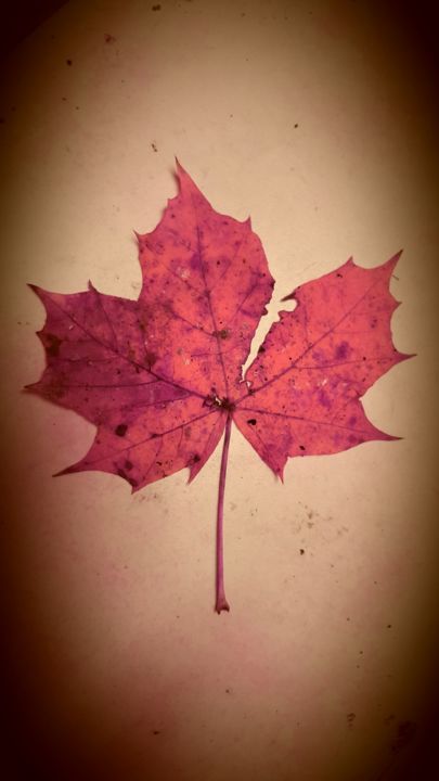 Fotografie mit dem Titel "Artwork FX nature VB" von Viperblood, Original-Kunstwerk, Digitale Fotografie