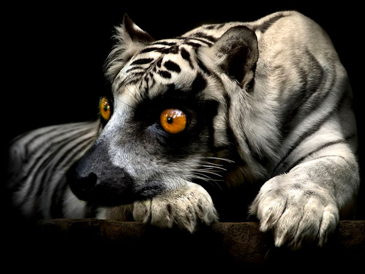 Chimere Digital Arts By Abelis Artmajeur