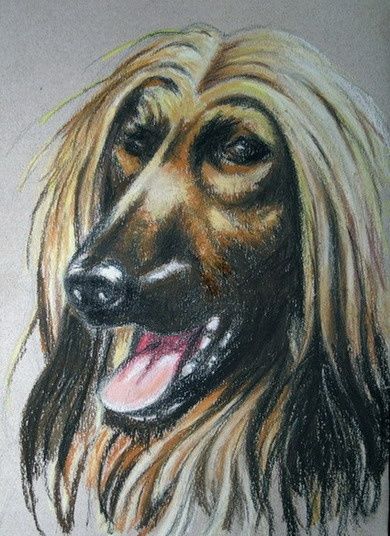Painting titled "Afghan Hound" by Andrew Volodutsky, Original Artwork, Oil
