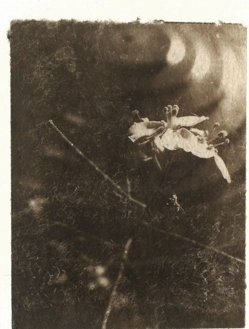 Φωτογραφία με τίτλο "Petite fleur 2" από Ariane Canta-Brejnik, Αυθεντικά έργα τέχνης, Μη χειραγωγημένη φωτογραφία