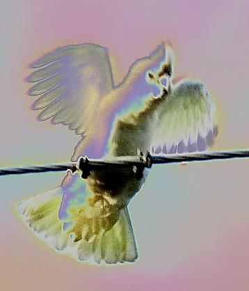 Digital Arts titled "Angel bird I am 2" by Acko68, Original Art,