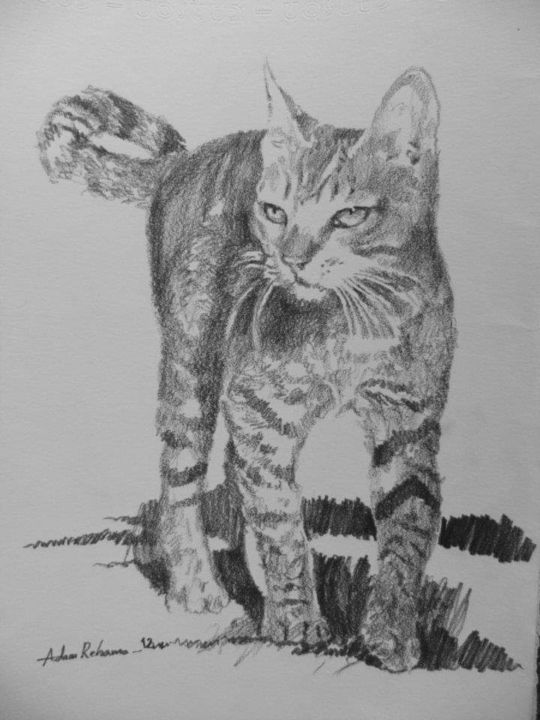 Dessin intitulée "Cat" par Adam, Œuvre d'art originale, Crayon