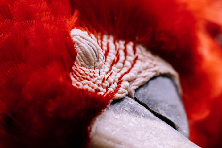 Fotografia intitulada "Red Macaw - Save th…" por Henrique Jacob, Obras de arte originais, Fotografia digital