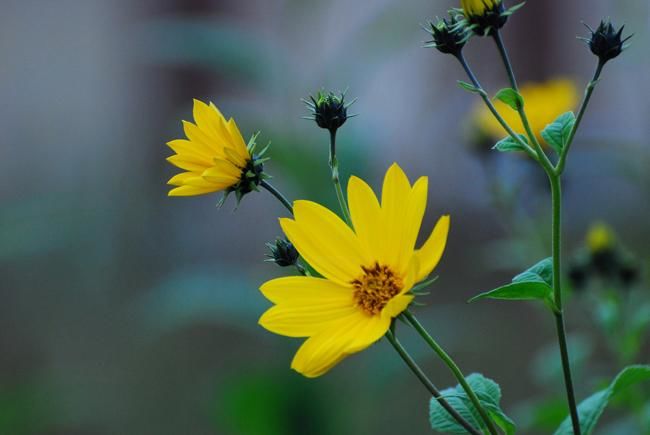 Fotografia intitolato "The yellow one" da Adrian Bud, Opera d'arte originale