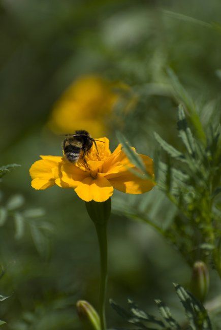 Photography titled "Bee on top" by Adrian Bud, Original Artwork