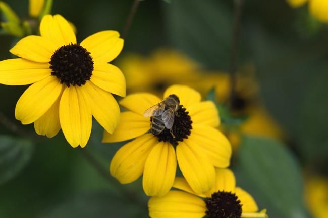 Photography titled "One bee over the fl…" by Adrian Bud, Original Artwork