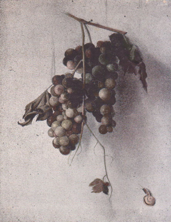 Pintura intitulada "uva e lumachina" por Adriano Gajoni, Obras de arte originais, Óleo