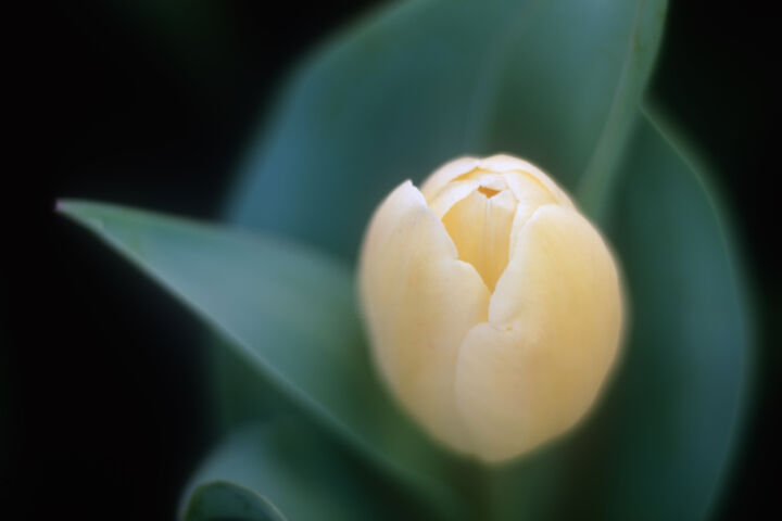 Photography titled "A Tulip" by Adrian One, Original Artwork, Analog photography