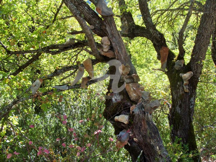 Photographie intitulée "arbre aux pierres" par L'Accordeur De Paysages, Œuvre d'art originale