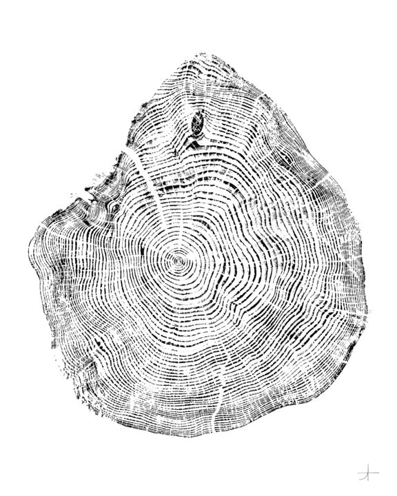 Gravures & estampes intitulée "Sapin de Douglas. 5…" par Adrien Thivolle (l'âge des arbres), Œuvre d'art originale, Encre