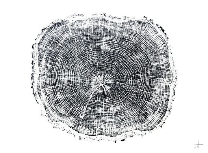 Отпечатки и Гравюры под названием "Chêne. 60 ans" - Adrien Thivolle (l'âge des arbres), Подлинное произведение искусства, Че…
