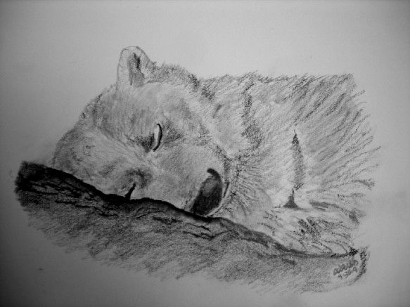 Dibujo titulada "Sleeping Bear" por Adrish Sen, Obra de arte original, Otro