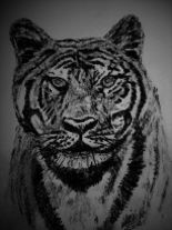 Drawing titled "Bengal Tiger" by Adrish Sen, Original Artwork