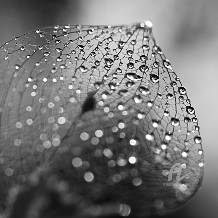 Photographie intitulée "Nature morte n°2" par Séverine Maigre (AERIN m.), Œuvre d'art originale, Photographie numérique Mont…