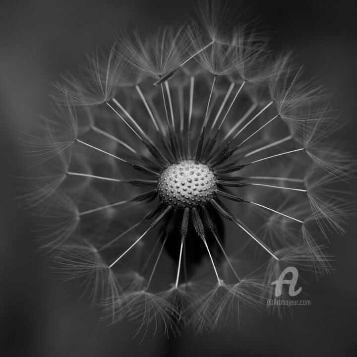 Photography titled "Dandelion vibes n°2" by Séverine Maigre (AERIN m.), Original Artwork, Non Manipulated Photography