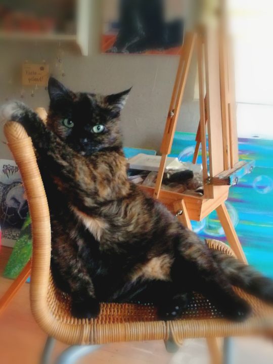 pet gate 72 inches wide