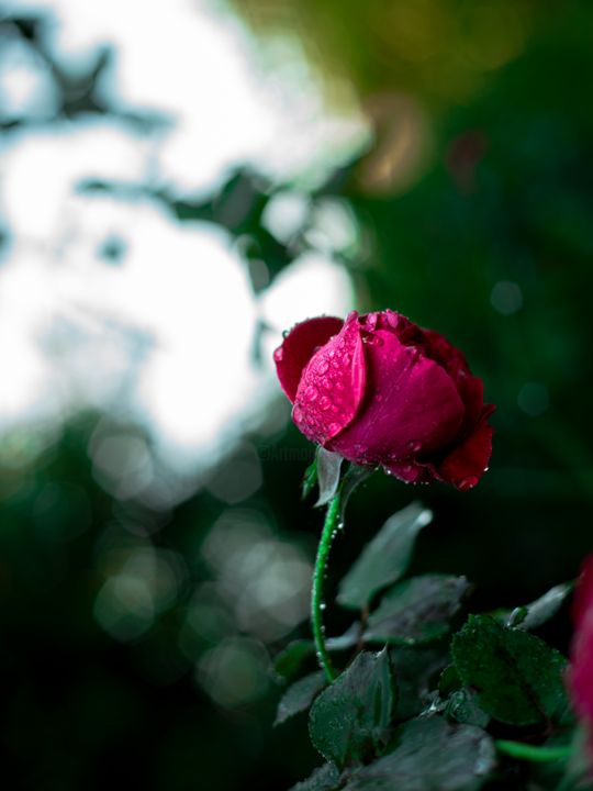 Фотография под названием "Morning Rose" - Angeline Goût, Подлинное произведение искусства, Цифровая фотография