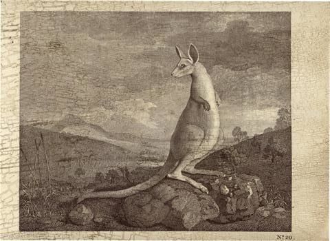 Drawing titled "Kangaroo" by Aged Artwork, Original Artwork