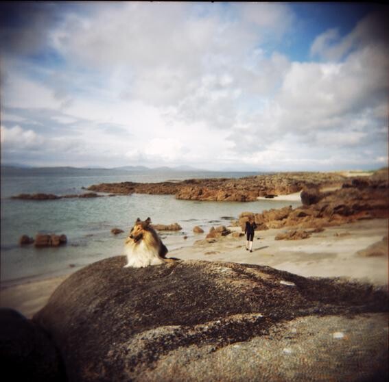 Photography titled "chien sur la plage" by Agnès M, Original Artwork