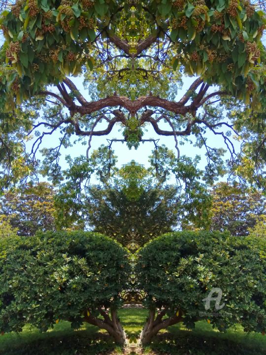 Photography titled "Nature 14" by Agnés Barraud (AgnéS), Original Artwork