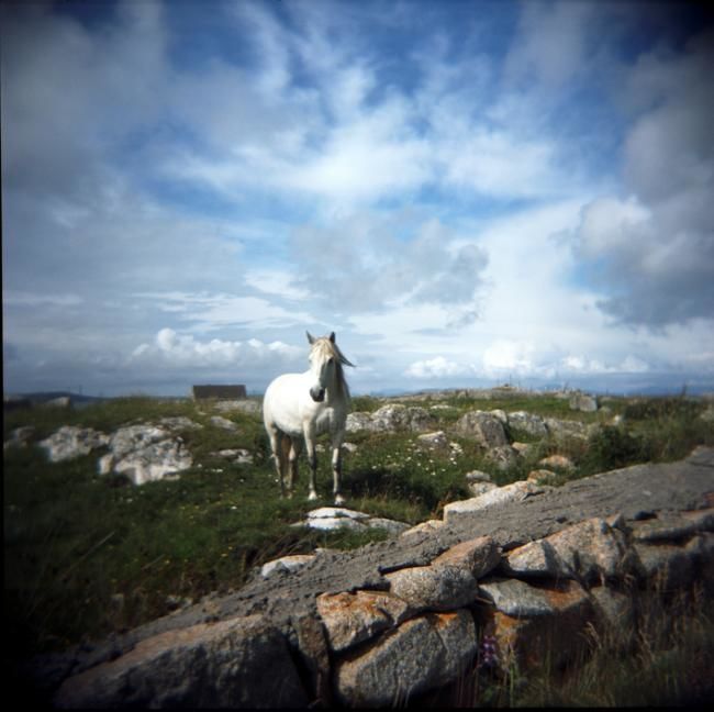 Photographie intitulée "le poney du connema…" par Agnès M, Œuvre d'art originale