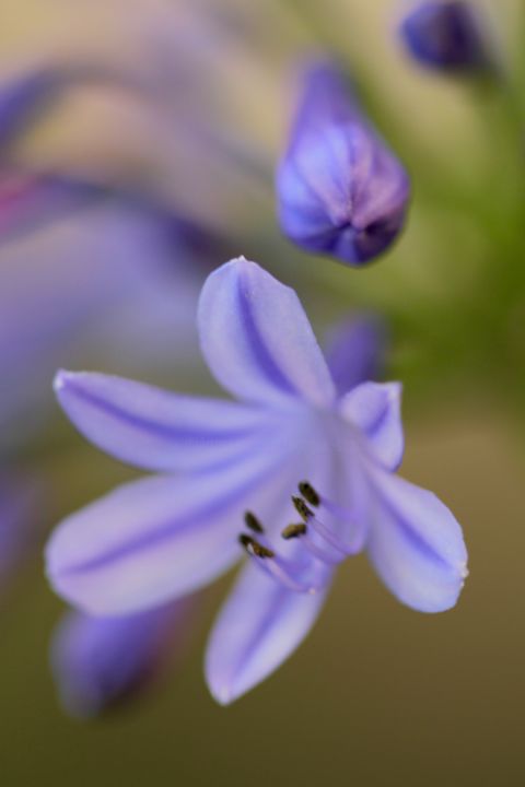 Photography titled "fleur bleue" by Sophie Agogué, Original Artwork, Digital Photography