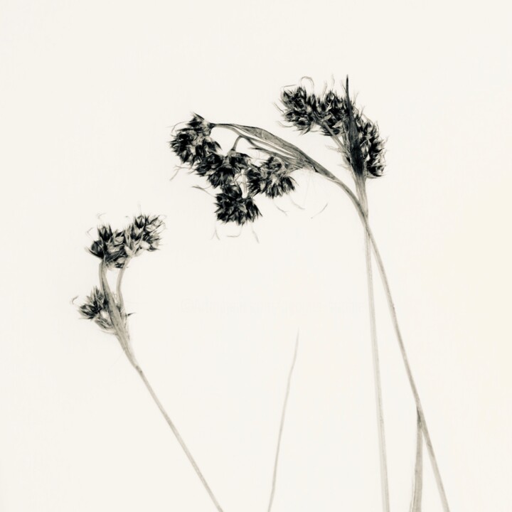 Photographie intitulée "Herbe 1" par Sophie Agogué, Œuvre d'art originale, Photographie numérique