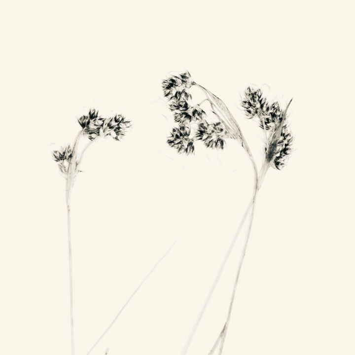 Fotografia zatytułowany „Herbes 3” autorstwa Sophie Agogué, Oryginalna praca, Fotografia cyfrowa