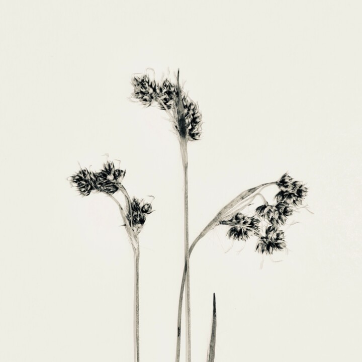 Photography titled "Herbes 13" by Sophie Agogué, Original Artwork, Digital Photography