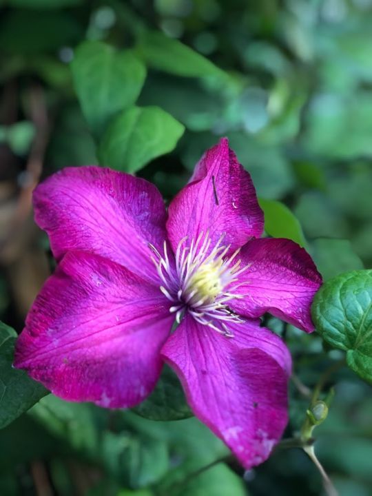 Photography titled "Pink flower" by Julia Csefalvay, Original Artwork, Non Manipulated Photography