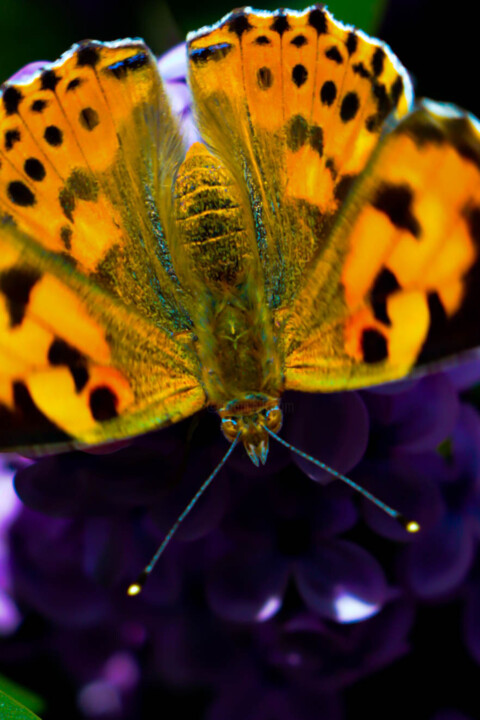 Photography titled "butterfly! flying c…" by Ahmet Reha Demir, Original Artwork, Non Manipulated Photography