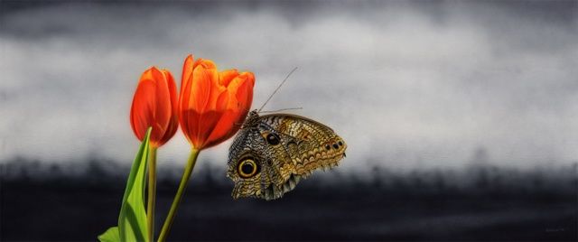 "Tulpe an Schmetterl…" başlıklı Tablo Thomas Schüller tarafından, Orijinal sanat