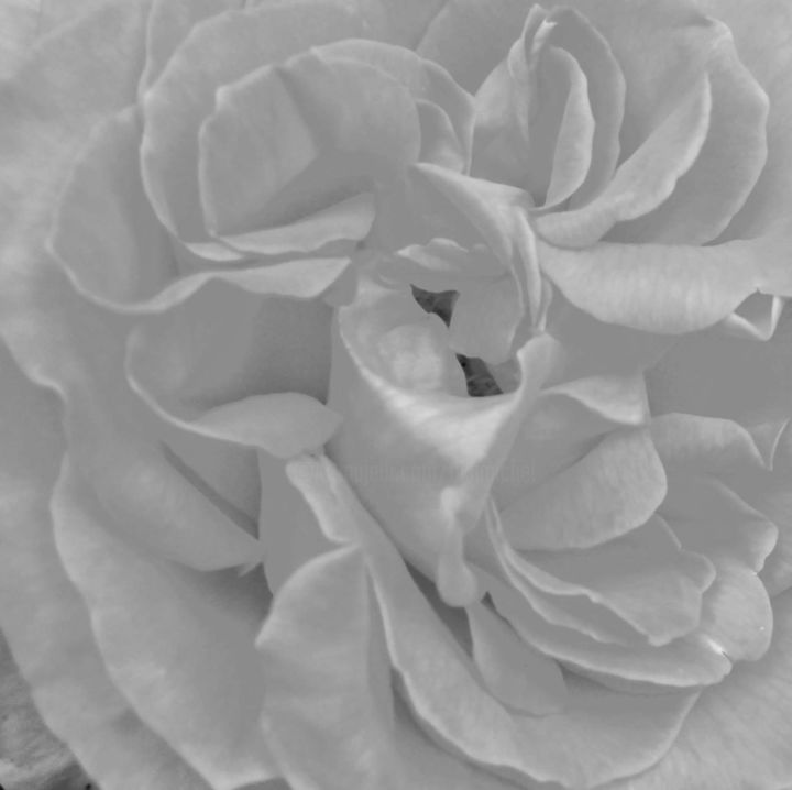 Photography titled "Rose (6577_2)" by Michel Akli, Original Artwork, Non Manipulated Photography