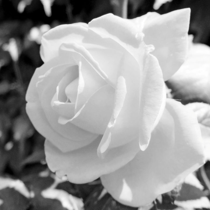Photographie intitulée "Rose (8758-nb-2)" par Michel Akli, Œuvre d'art originale, Photographie non manipulée