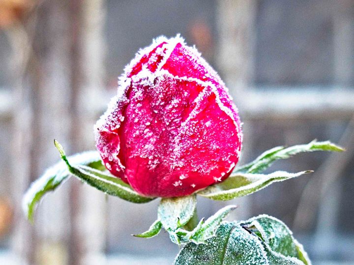 Photographie intitulée "Rose dans le givre…" par Michel Akli, Œuvre d'art originale, Photographie numérique