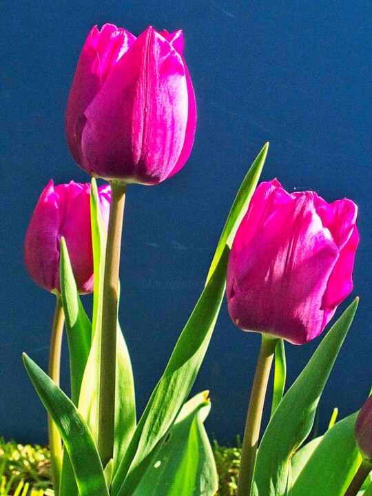 Photography titled "Tulipes (4499)" by Michel Akli, Original Artwork, Non Manipulated Photography