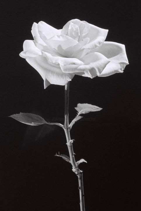 Photography titled "Rose (35a)" by Michel Akli, Original Artwork, Non Manipulated Photography
