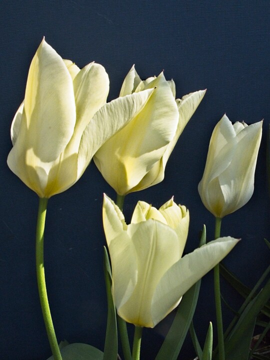 Photography titled "Tulipes (4556)" by Michel Akli, Original Artwork, Non Manipulated Photography