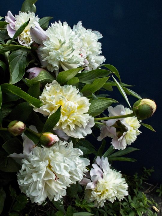 Pivoine Blanche En Fleur, Le Bouquet (69, Photographie par Michel Akli |  Artmajeur